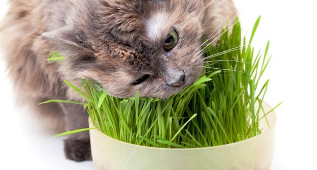 Bí ẩn được giải đáp: Tại sao đôi khi lũ mèo ăn cỏ? - Ảnh 1.