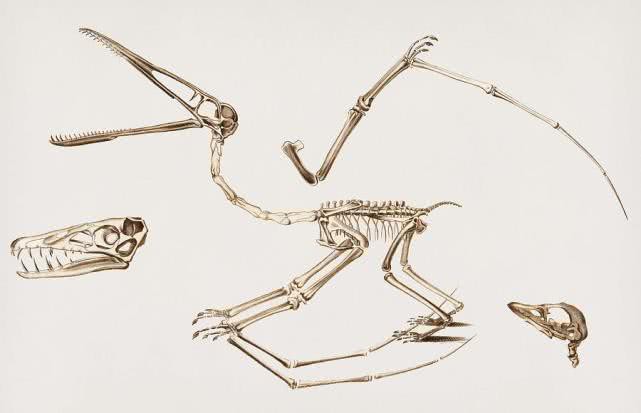 Loài khủng long Pterodactyl, động vật có xương sống duy nhất trên trái đất có thể bay và tự kiếm mồi ngay sau khi chào đời - Ảnh 2.