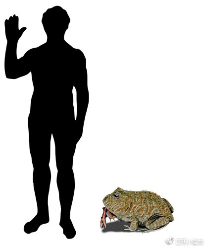 Beelzebufo - Loài ếch quỷ khổng lồ có thể nuốt chửng cả khủng long - Ảnh 3.