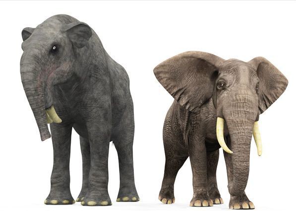 Có thể bạn chưa biết, tổ tiên của voi và tê giác cổ đại có vẻ ngoài quái dị hơn ngày nay nhiều! - Ảnh 1.