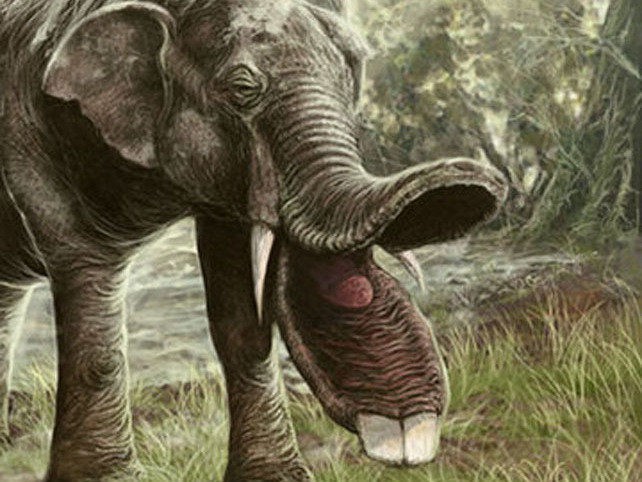Có thể bạn chưa biết, tổ tiên của voi và tê giác cổ đại có vẻ ngoài quái dị hơn ngày nay nhiều! - Ảnh 5.