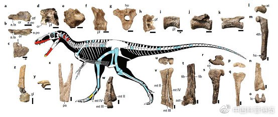 Bất ngờ phát hiện tổ tiên của khủng long bạo chúa chỉ có kích thước nhỉnh hơn một con chó - Ảnh 4.