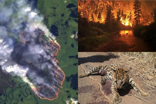 Loạt ảnh gây sốc về rừng Amazon bùng cháy với tốc độ kỷ lục: Khói có thể nhìn thấy từ ngoài không gian, các thành phố bị bao phủ mù mịt như tận thế - Ảnh 26.