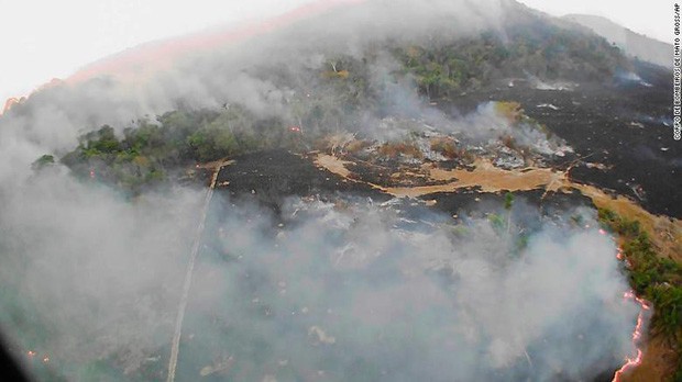 10% loài động vật trên hành tinh như sống trong hỏa ngục vì cháy rừng Amazon: Hậu quả kinh khủng hơn bất kì vụ cháy rừng nào khác - Ảnh 2.