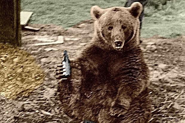 Huyền thoại hạ sĩ gấu: Uống bia hút thuốc như người, tham gia tải đạn trong Thế chiến II - Ảnh 2.