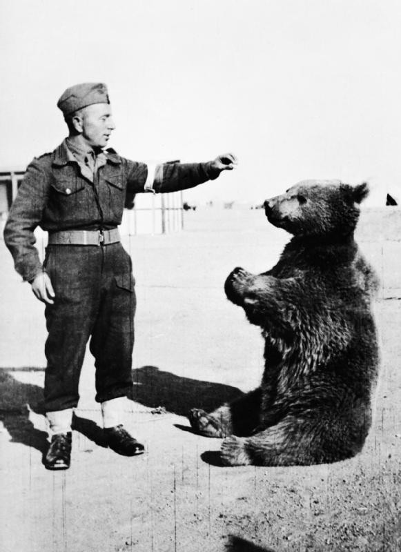 Wojtek: Chú gấu nghiện bia được lấy làm biểu tượng trên huy hiệu của lực lượng pháo binh Ba Lan - Ảnh 4.
