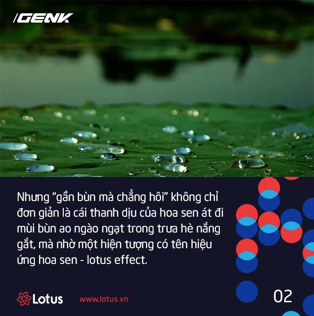 Hiệu ứng Lotus chính là lời lý giải khoa học cho câu ca dao gần bùn mà chẳng hôi tanh mùi bùn - Ảnh 2.