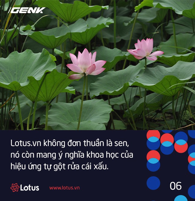 Hiệu ứng Lotus chính là lời lý giải khoa học cho câu ca dao gần bùn mà chẳng hôi tanh mùi bùn - Ảnh 8.