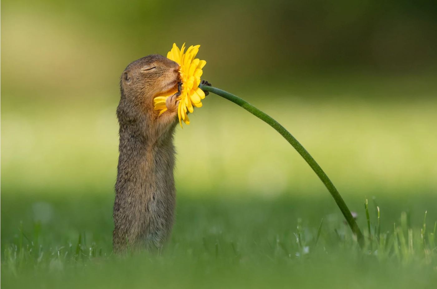 Những hình ảnh về một chú sóc ngửi hoa sẽ 'đốn tim' bạn ngay tức thì
