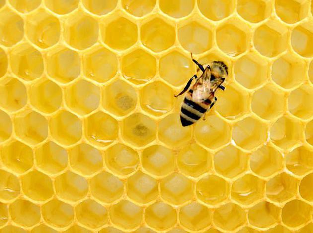 Nếu loài ong biến mất, nhân loại chỉ có thể tồn tại thêm được 4 năm? - Ảnh 1.