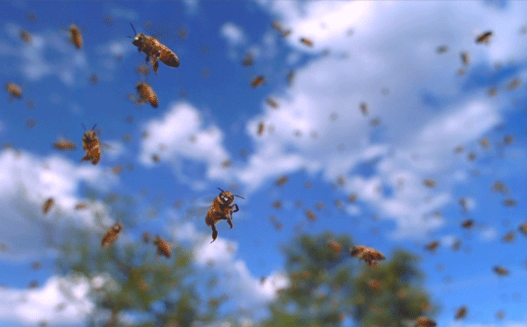 Nếu loài ong biến mất, nhân loại chỉ có thể tồn tại thêm được 4 năm? - Ảnh 4.