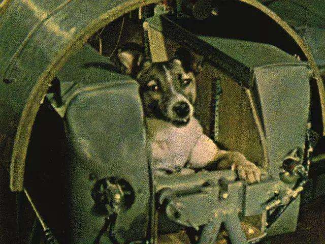 Góc tối của khoa học vũ trụ: Laika - chú chó duy nhất bị trôi dạt ngoài không gian - Ảnh 5.