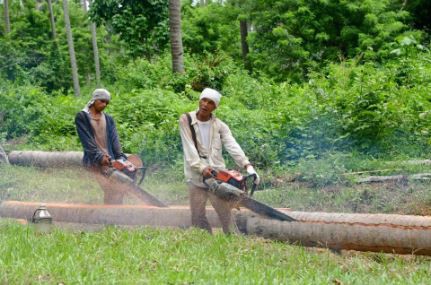 Học hành chăm chỉ thôi là chưa đủ, sinh viên Philippines còn phải trồng ít nhất 10 cây xanh mới được tốt nghiệp - Ảnh 2.