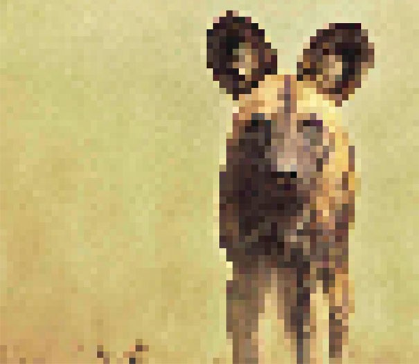 Sự thật đáng buồn về 22 bức tranh của các loài động vật có số lượng pixel tương ứng với số cá thể còn sống - Ảnh 1.