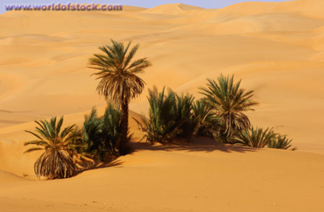 [Kỹ năng sinh tồn] Phần 2: Giành lấy sự sống nơi đầm lầy và sa mạc 12