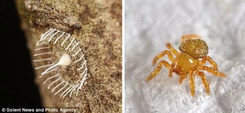Bí ẩn mạng nhện có hình thù kỳ lạ ở rừng Amazon