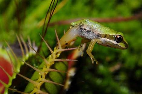 lac-vao-the-gioi-cac-loai-cay-an-thit