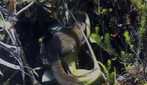 lac-vao-the-gioi-cac-loai-cay-an-thit