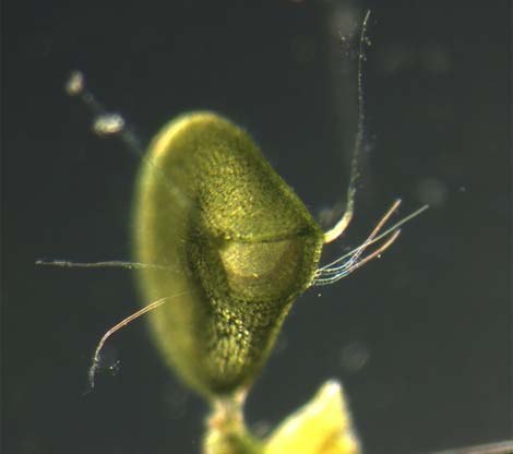 lac-vao-the-gioi-cac-loai-cay-an-thit