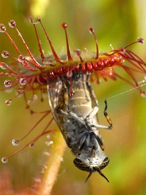 lac-vao-the-gioi-cac-loai-cay-an-thit