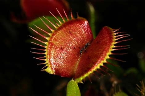 lac-vao-the-gioi-cac-loai-cay-an-thit