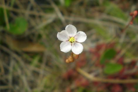 lac-vao-the-gioi-cac-loai-cay-an-thit