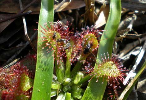 lac-vao-the-gioi-cac-loai-cay-an-thit