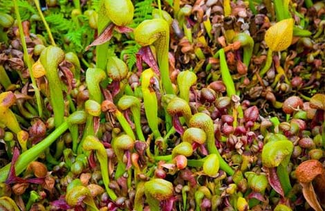 lac-vao-the-gioi-cac-loai-cay-an-thit