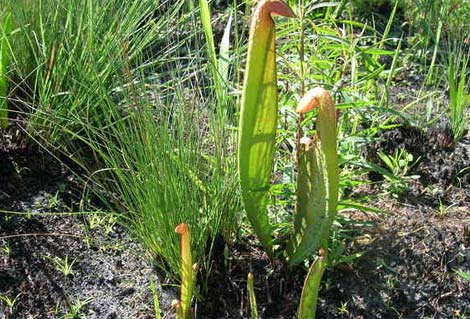 lac-vao-the-gioi-cac-loai-cay-an-thit