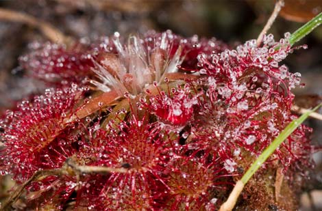 lac-vao-the-gioi-cac-loai-cay-an-thit