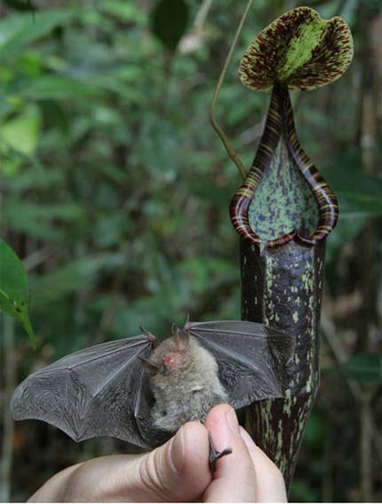 lac-vao-the-gioi-cac-loai-cay-an-thit