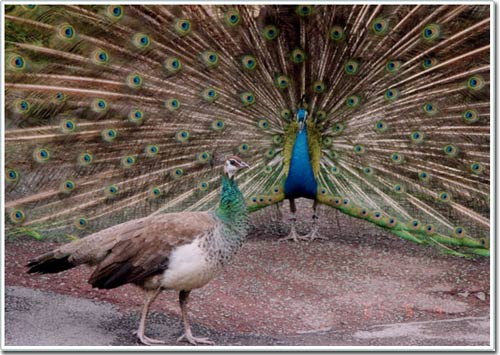 Kh&aacute;m ph&aacute; nghệ thuật t&aacute;n tỉnh 5