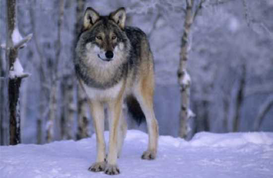 Những sự thật ít được biết đến về loài sói 6