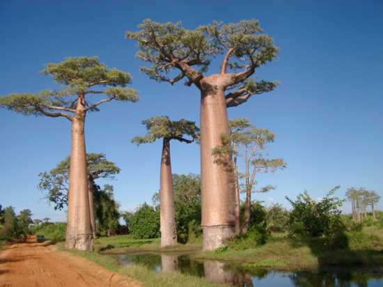 10 loài cây kì lạ bậc nhất trên Trái đất 3