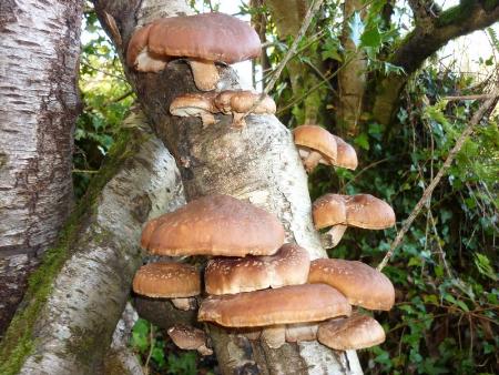 Tìm hiểu về các loại nấm kỳ lạ trong ẩm thực Nhật Bản (Phần 1) 8 Tìm hiểu về các loại nấm kỳ lạ trong ẩm thực Nhật Bản (Phần 1) 8