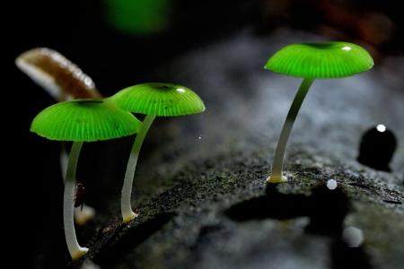 T&igrave;m hiểu về c&aacute;c loại nấm kỳ lạ trong ẩm thực Nhật Bản (Phần 1) 13