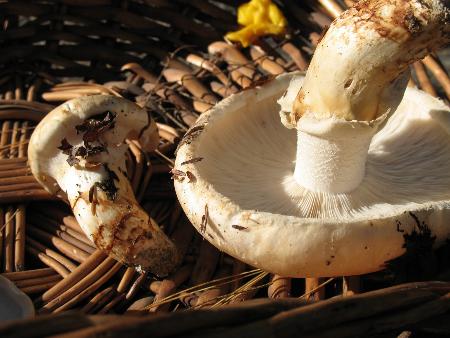 T&igrave;m hiểu về c&aacute;c loại nấm kỳ lạ trong ẩm thực Nhật Bản (Phần 1) 3