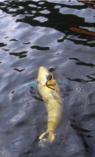 robot-mo-phong-hinh-dang-loai-ca-ngu robot-mo-phong-hinh-dang-loai-ca-ngu