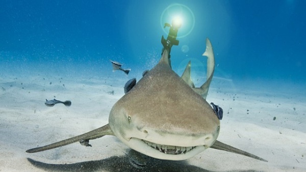 100 bức ảnh đ&aacute;ng kinh ngạc nhất năm 2012 (Phần 2) 37