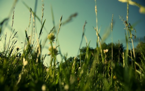 Những hình nền cỏ xanh đẹp nhất