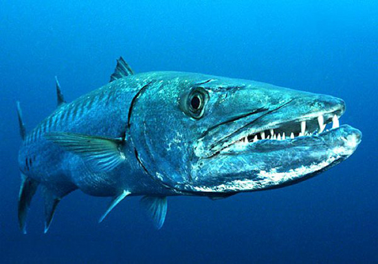 10 loài thủy quái nước ngọt nguy hiểm nhất trên thế giới 4