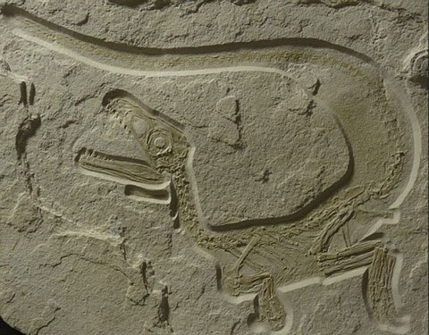 Phát hiện hóa thạch khủng long hoàn hảo nhất 1