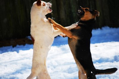 H&oacute;a giải những cuộc tranh c&atilde;i 4