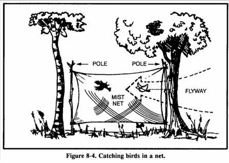 [Kỹ năng sinh tồn] Phần 9: Săn bắn, đánh bắt và tìm kiếm lương thực nơi hoang dã 15