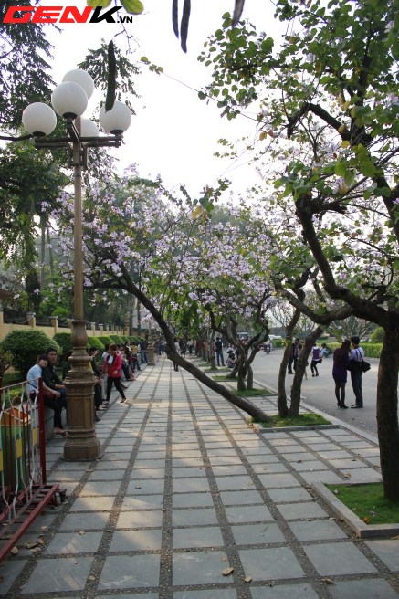 Những địa điểm chụp hoa tuyệt đẹp ở Hà Nội trong tháng Ba 3