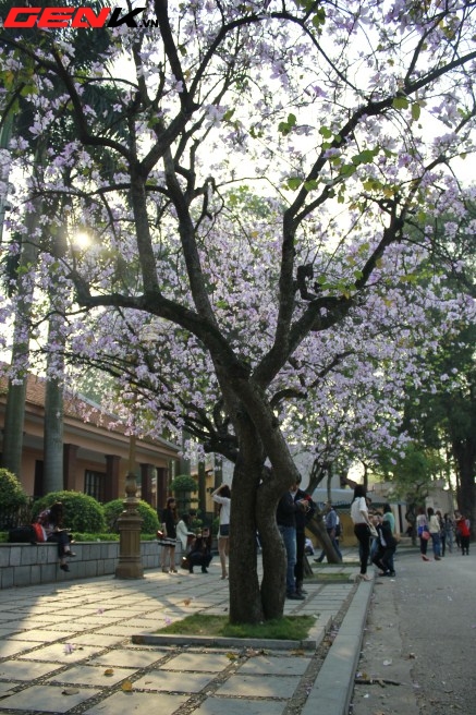 Những địa điểm chụp hoa tuyệt đẹp ở Hà Nội trong tháng Ba 8