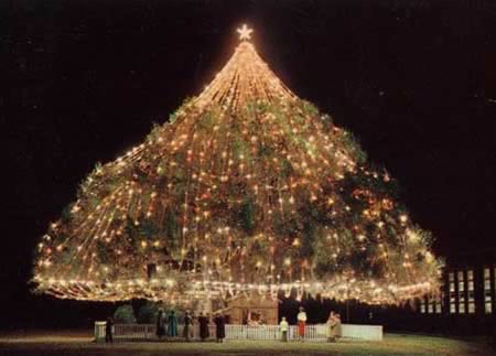 Lớn nhất thế giới Living Christmas Tree (Wilmington, NC)