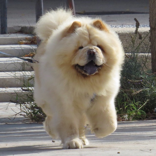 Barney là một chú chow chow 4 tuổi rất thích thịt xông khói có một em gái là em thỏ mang tên Happy.