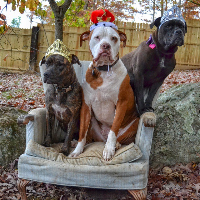 Bella, Opie and Ember là 3 chú chó pitbull với sở thích ngồi chung trên 1 ghế và đội những chiếc mũ ngớ ngẩn.