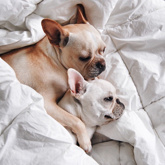 Piggy và Polly là hai bulldog Pháp nhỏ nhắn với sở thích chơi đùa trong chăn và ngủ. 